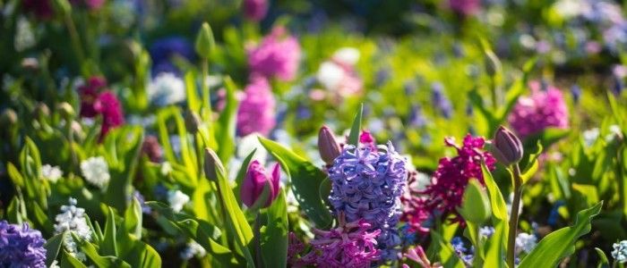 ॥ कविता वन ॥